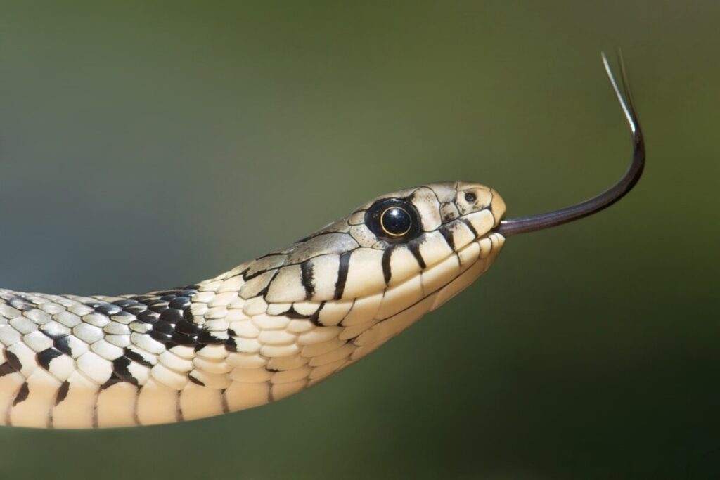 7-interesting-dreams-about-snakes-and-their-meanings-the-sleep-diary