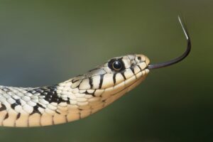 7 Interesting Dreams About Snakes And Their Meanings