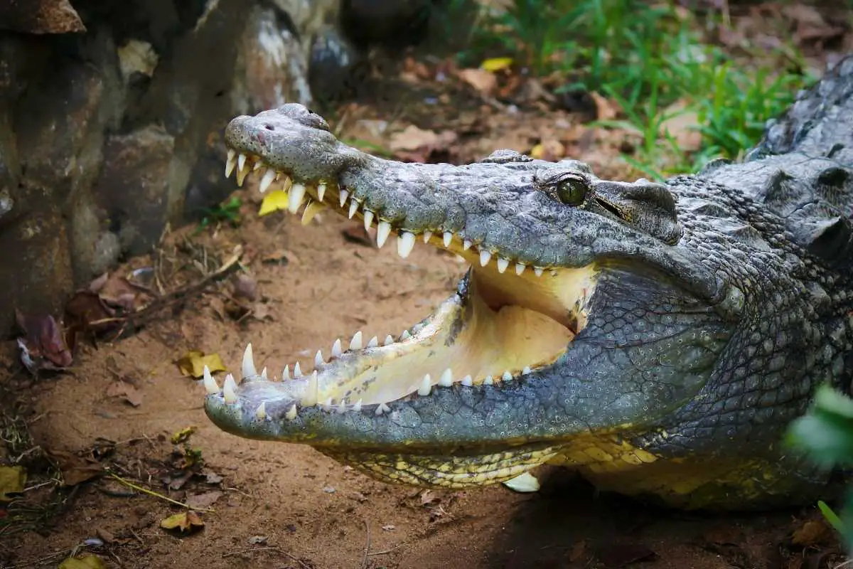 Things You Never Knew About Dreams Of Alligators | The Sleep Diary