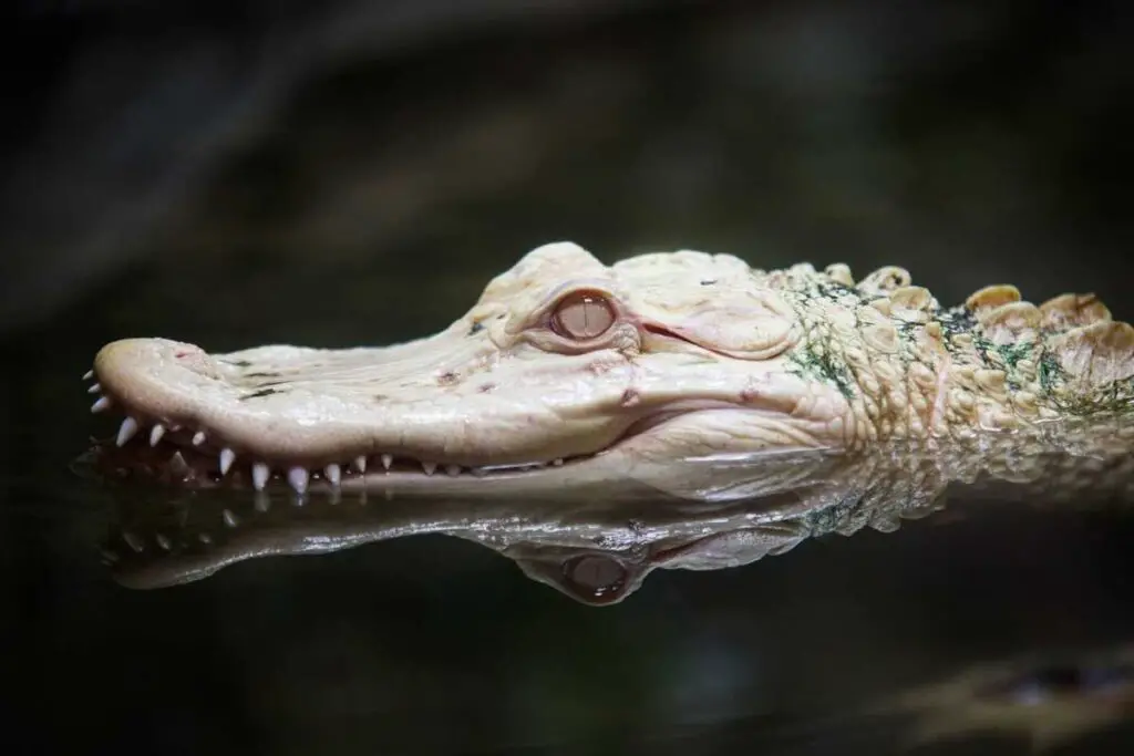 White Alligator