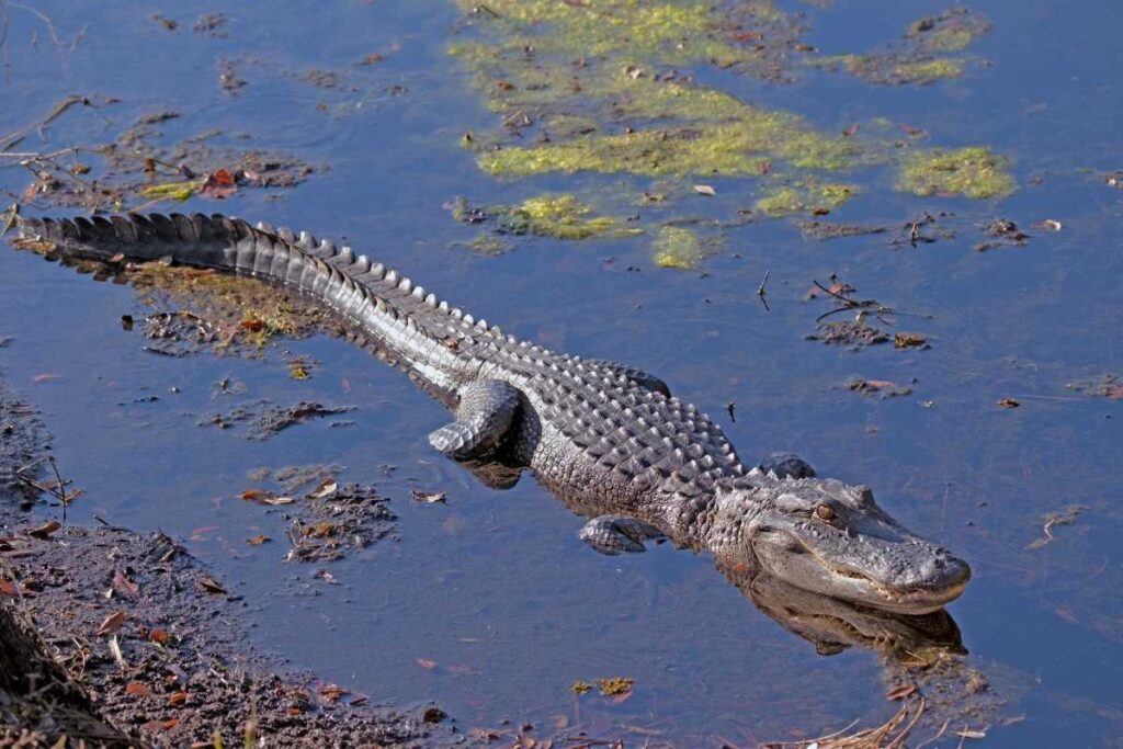alligators in water