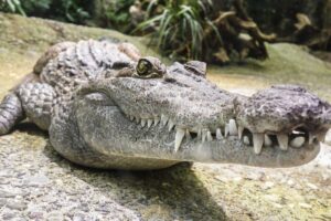 Things You Never Knew About Dreams Of Alligators