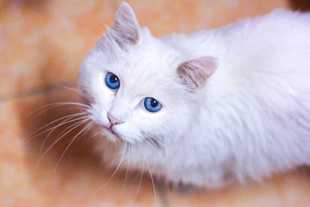 white cat dream meaning