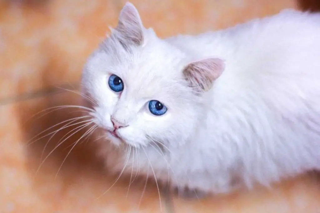 white cat dream meaning