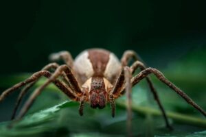 Take Advantage Of Your Dream About Spiders – Read These Meanings