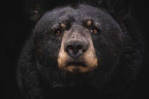 What Does It Mean When You Dream About Bears?