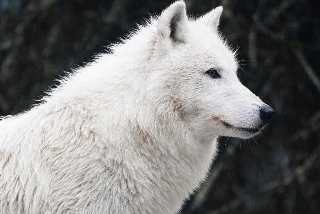 dream about white wolf