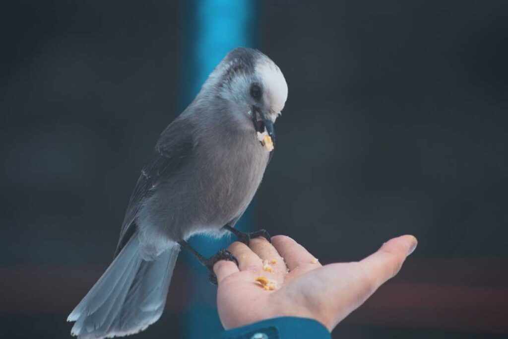 dream of holding a bird in your hand