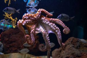 What Does It Mean To Dream About Octopus?