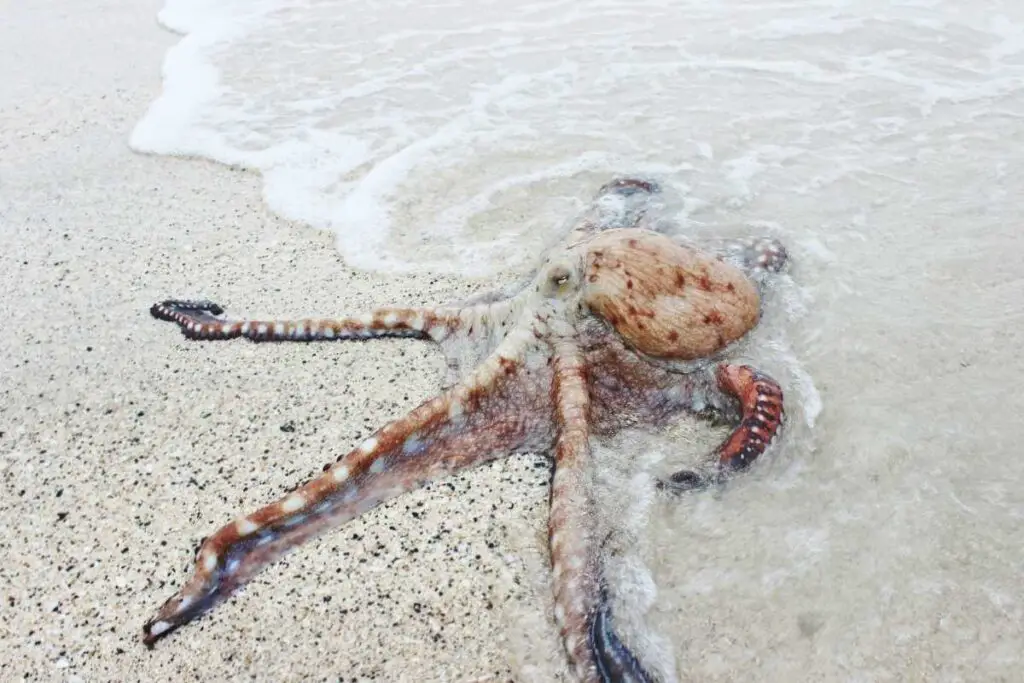 What is the spiritual meaning of octopus?