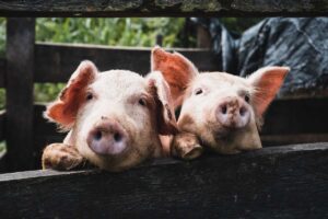 What Does It Mean To Dream About Pigs?