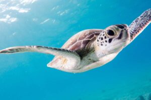 14 Common Turtle Dreams Meaning