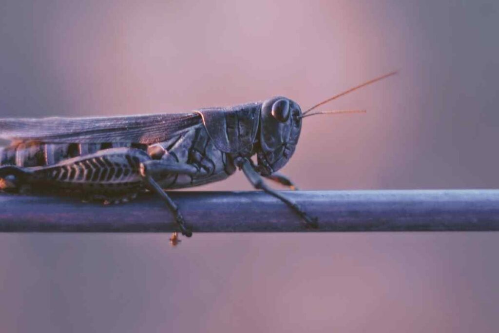 Prophetic Meaning Of Grasshoppers