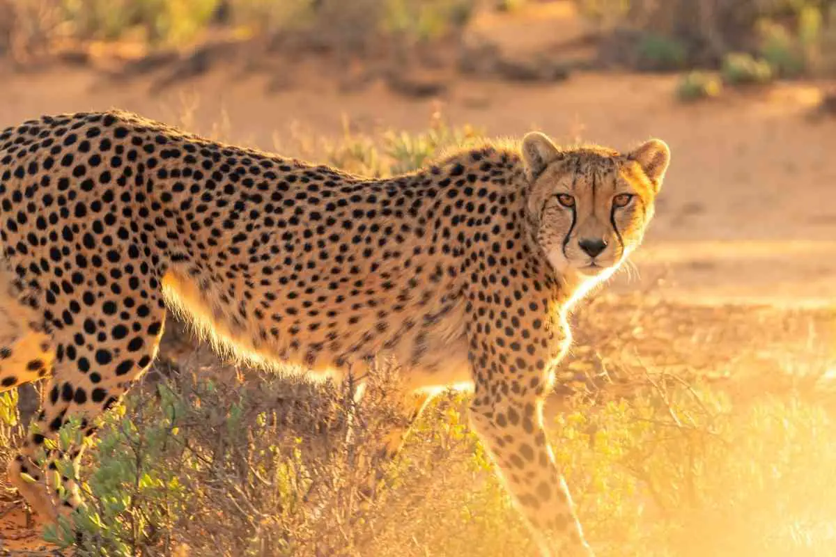 Dream About Cheetah