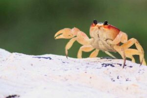 What Does It Mean When You Dream About Crabs?