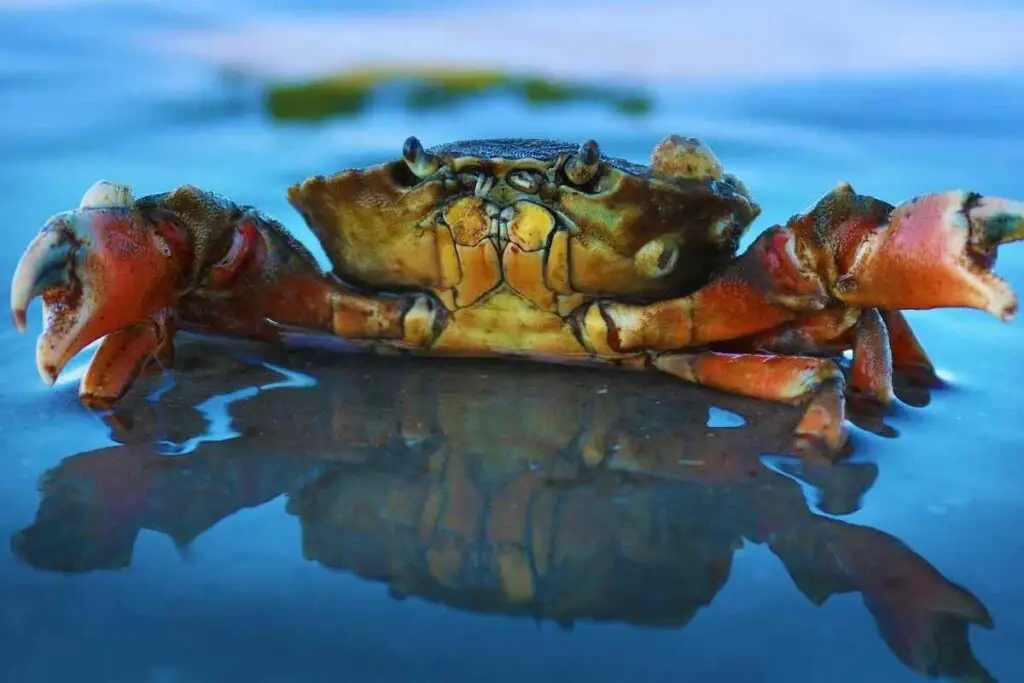Spiritual Meaning Of A Crab In A Dream