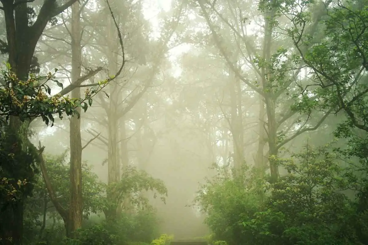 What Is Fog Meaning Urdu