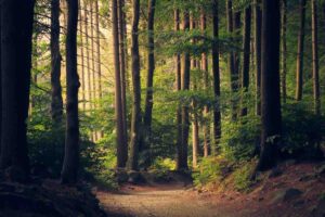 9 Common Dream About Forest And Their Meanings