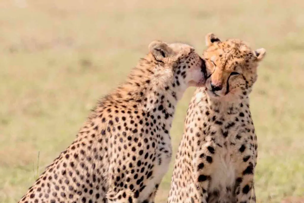 Dream About Friendly Cheetah