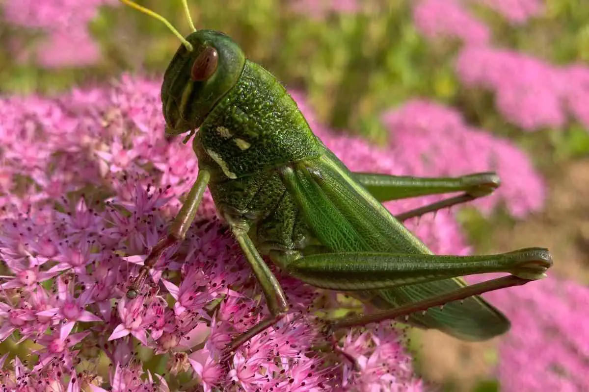 Dream Of Grasshoppers