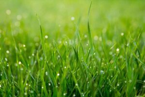 12 Common Dream About Grass And Their Meanings