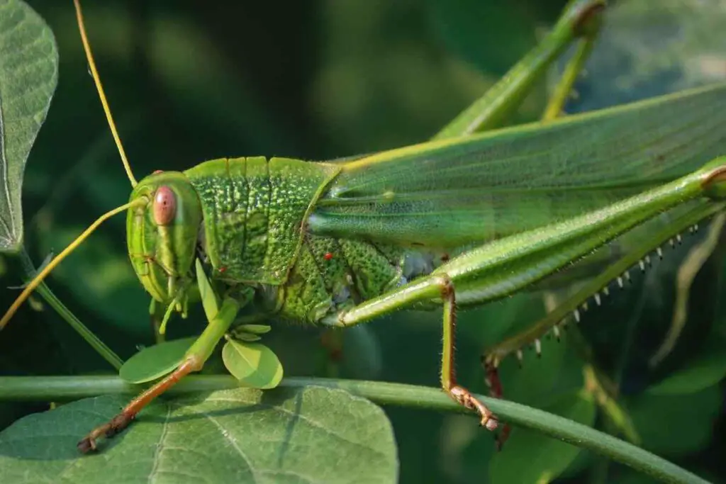 Biblical Meaning Of Grasshopper In Dreams