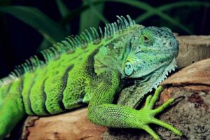 11 Common Dream About Iguana And Their Meanings