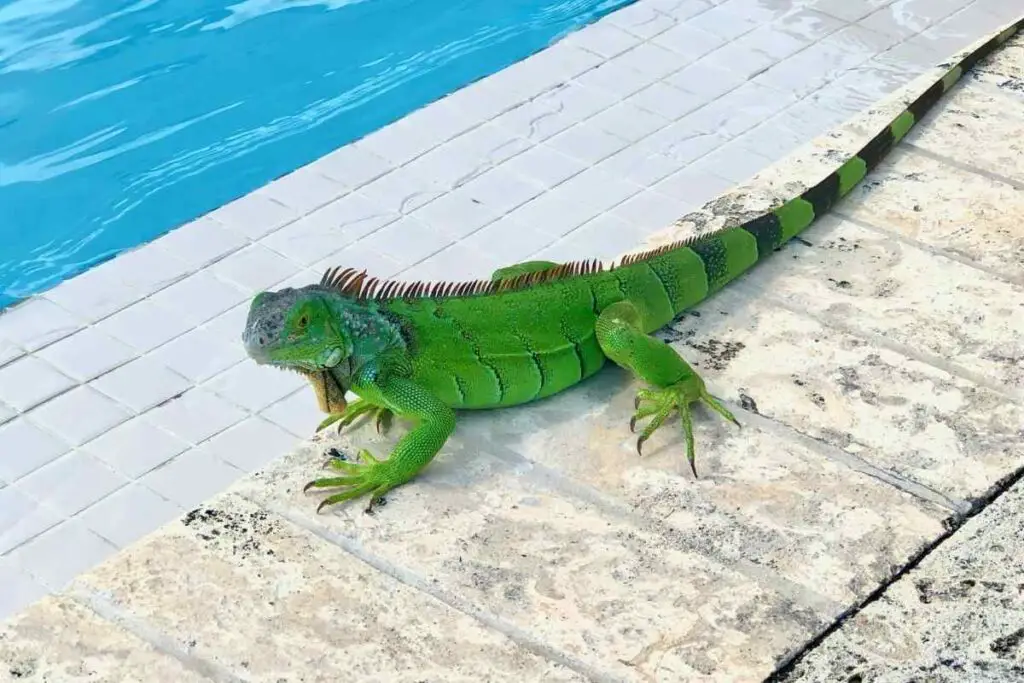Biblical Meaning Of Iguana In Dreams