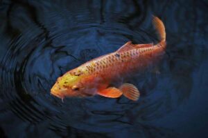 What Does It Mean When You Dream About Koi Fish?