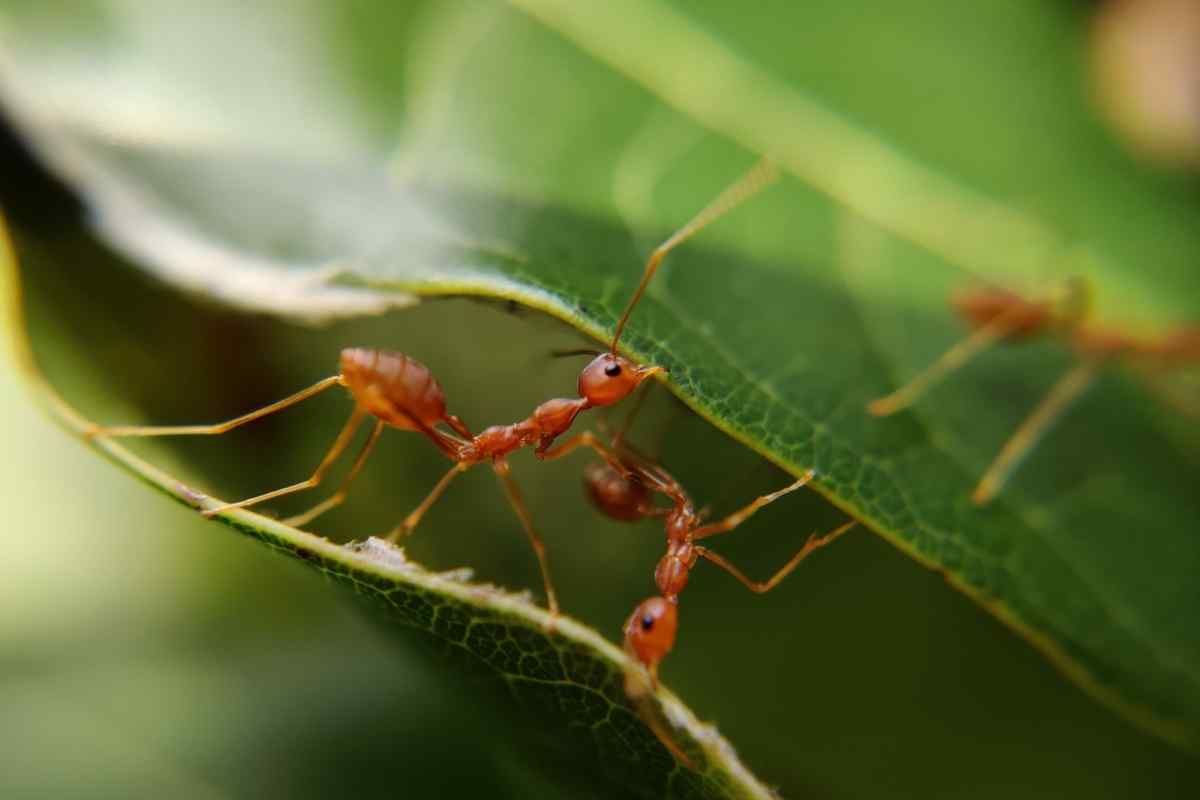 What Does It Mean When You Dream About Ants