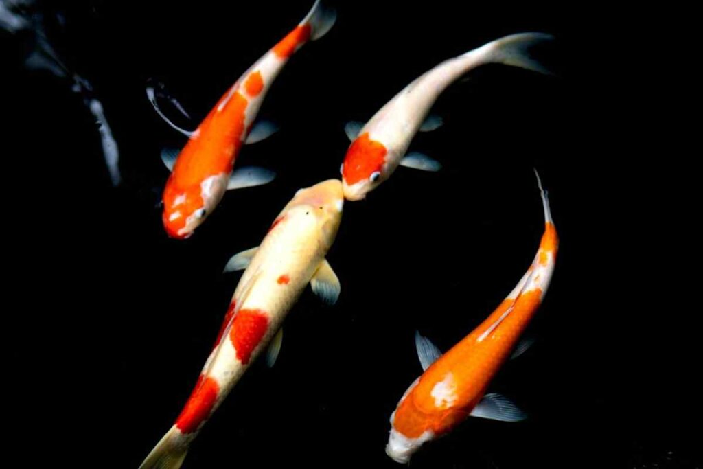 What Does It Mean When You Dream About Koi Fish