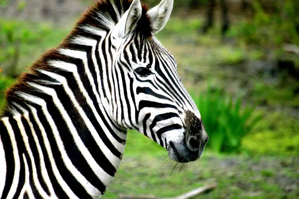 Dream About Zebra