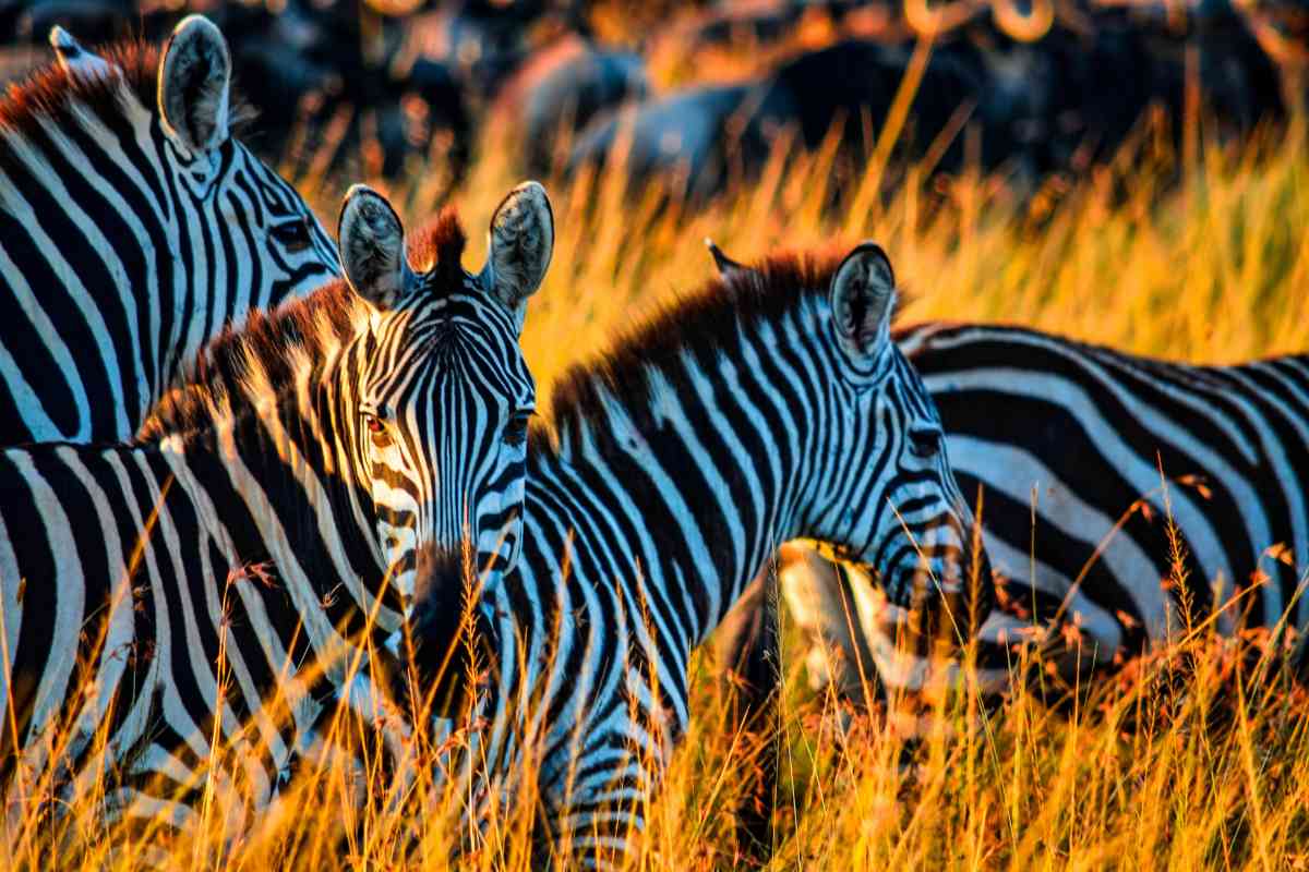 Spiritual Meaning Of Zebra