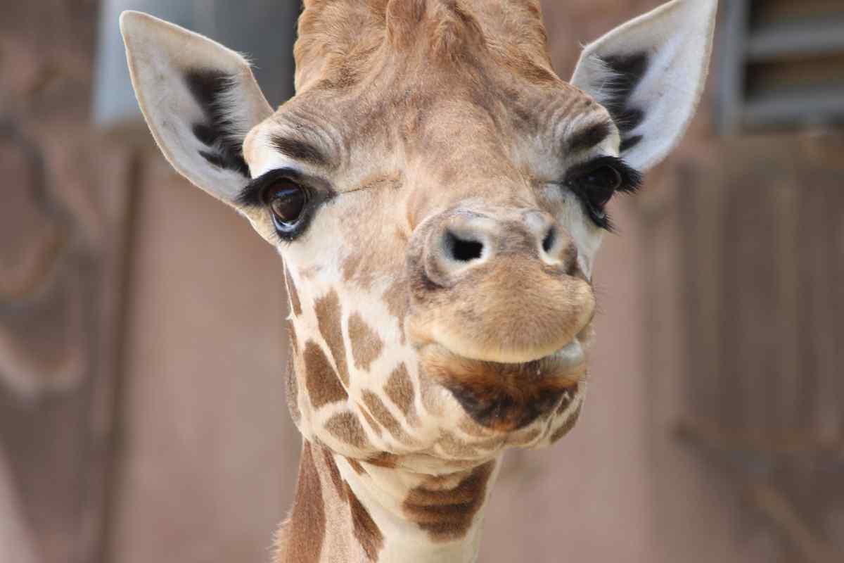 baby giraffe dream meaning