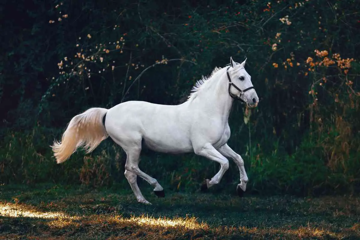 biblical meaning of riding a horse in a dream