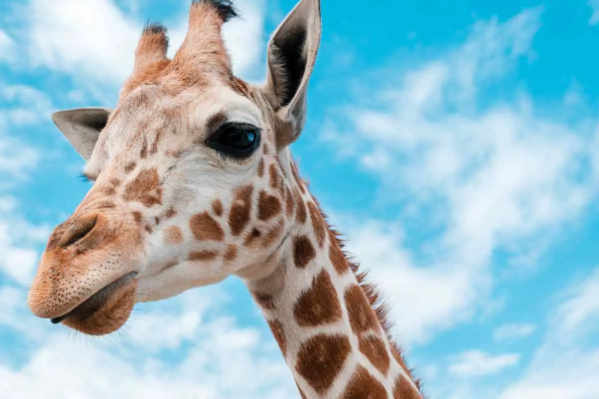 What Does It Mean To Dream About Giraffe?