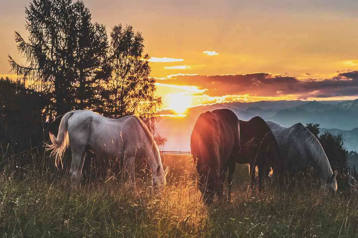 seeing a black horse in dream