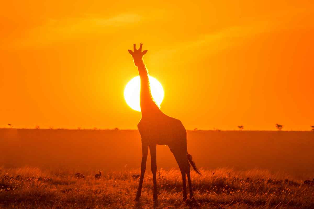 spiritual meaning of giraffe