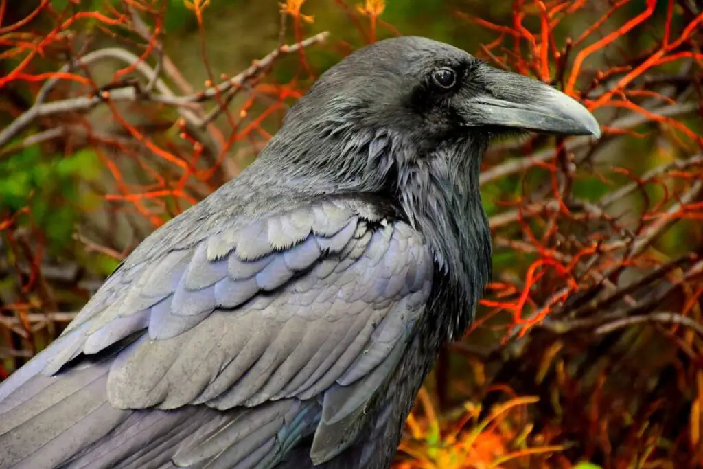 Biblical Meaning Of Crows In A Dream