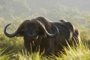 Dream About Buffalo: Insights into Strength, Prosperity, and Spiritual Awakening