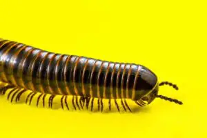 9 Common Dream About Centipede