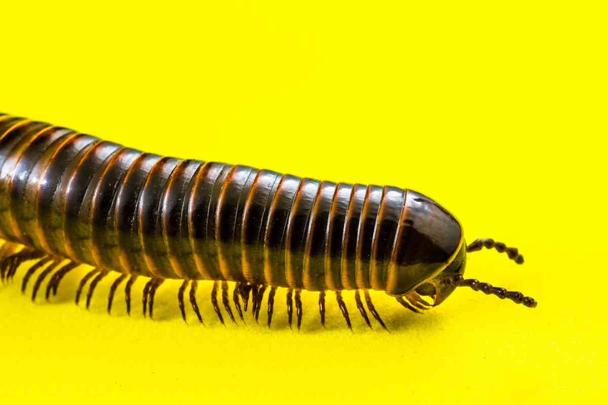 Dream About Centipede