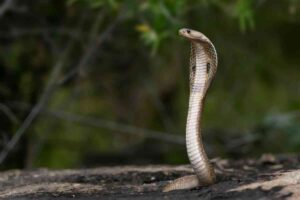 Dream About Cobra Snake Meaning And Hidden Messages