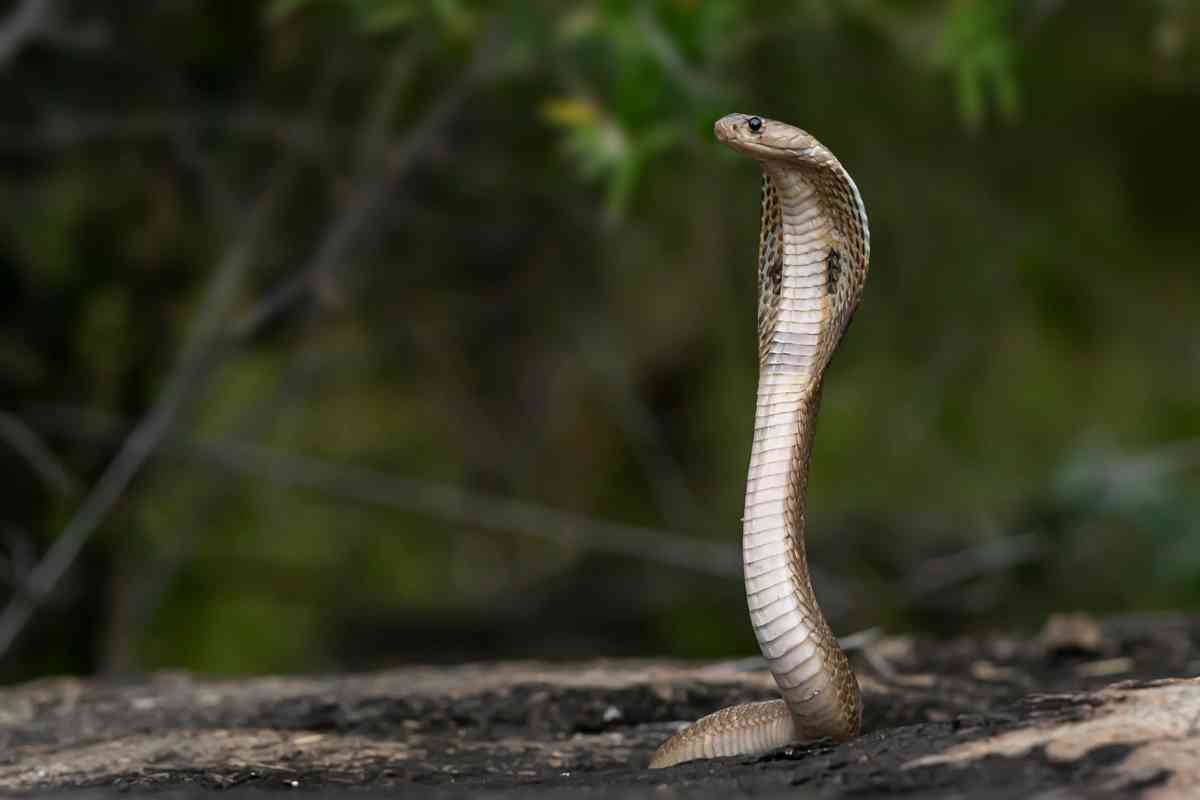 Dream About Cobra Snake