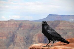 What Does It Mean When You Dream About Crows?