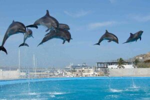 Exploring 11 Dream About Dolphins Meanings