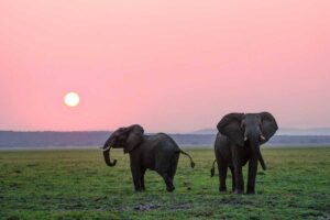 Making Sense Of Your Dream About Elephant