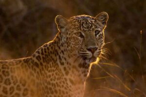 Dream About Jaguars: Unveiling 11 Common Dreams
