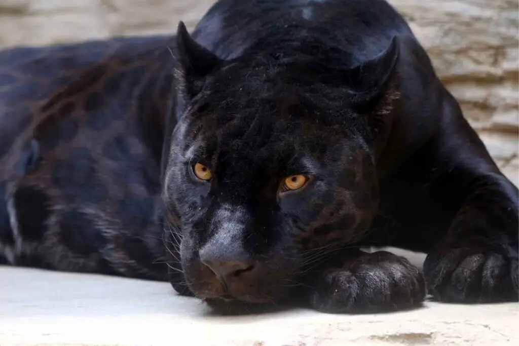 Dream Of Black Jaguar