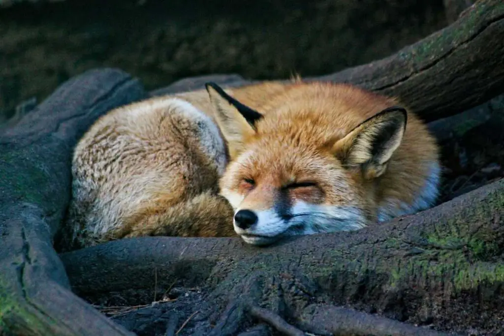 Friendly Fox In Dream
